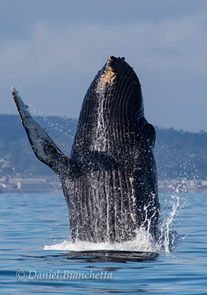 Breaching Humpback Whale, photo by Daniel Bianchetta