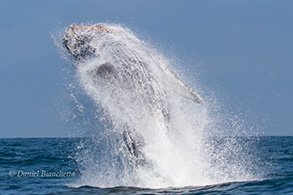 Breaching Humpback Whale, photo by Daniel Bianchetta