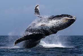 Humpback Whale breaching, photo by Daniel Bianchetta