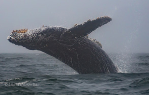 Humpback Whale breaching, photo by Daniel Bianchetta