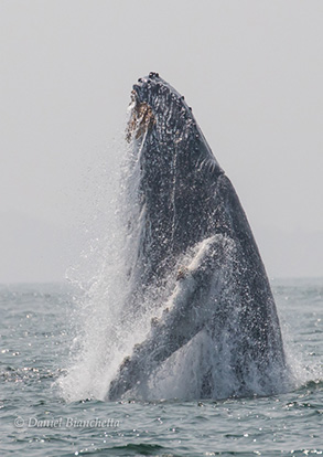 Humpback Whale breaching, photo by Daniel Bianchetta