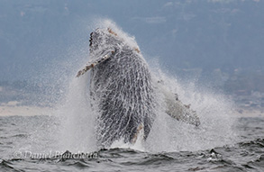 Breaching Humpback Whale, photo by Daniel Bianchetta