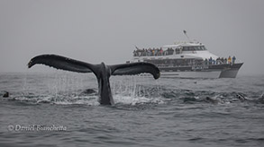 Humpback Whale by the Blackfin, photo by Daniel Bianchetta