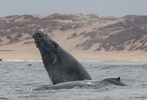 Breaching young Humpback Whale with Mom, photo by Daniel Bianchetta