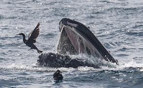 Humpback Whale releasing a Brandt's Cormorant from its mouth, photo by Daniel Bianchetta