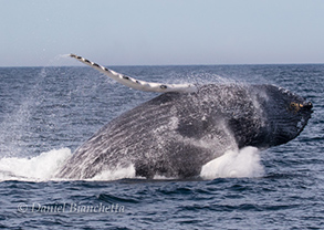 Humpback Whale, photo by Daniel Bianchetta