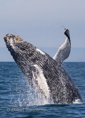 Breaching Humpback Whale, photo by Daniel Bianchetta