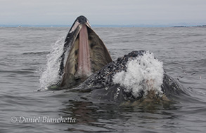 Humpback Whale lunge feeding, photo by Daniel Bianchetta