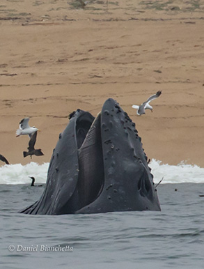 Humpback Whale lunge feeding close to shore, photo by Daniel Bianchetta