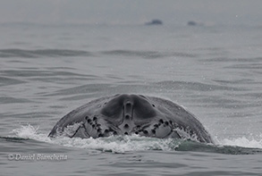 Humpback Whale, photo by Daniel Bianchetta