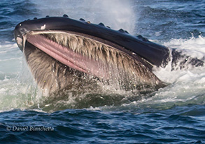 Humpback Whale lunge-feeding, photo by Daniel Bianchetta