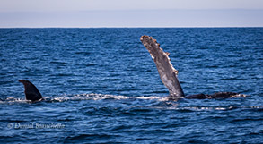 Humpback Whale on its side, photo by Daniel Bianchetta