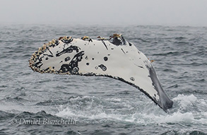 Humpback Whale, photo by Daniel Bianchetta