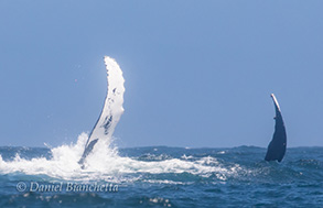 Humpback Whale breaching close to shore, photo by Daniel Bianchetta