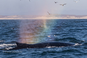 Humpback Whales lunge-feeding, photo by Daniel Bianchetta