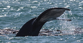 Humpback Whale tail and many California Sea Lions, photo by Daniel Bianchetta