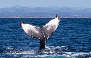 Humpback Whale Tail, photo by Daniel Bianchetta