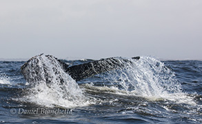 Humpback Whale Tail, photo by Daniel Bianchetta