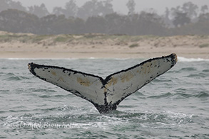 Humpback Whale Tail, photo by Daniel Bianchetta