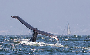 Humpback Whale tail, photo by Daniel Bianchetta