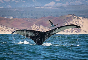 Humpback Whale tail, photo by Daniel Bianchetta