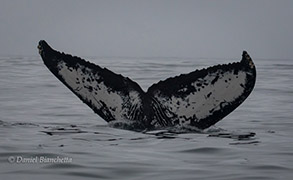 Humpback Whale tail, photo by Daniel Bianchetta