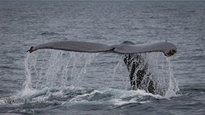 Humpback Whale tail, photo by Daniel Bianchetta