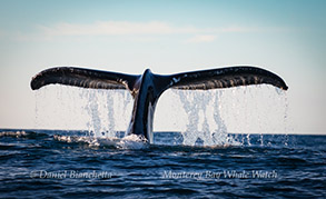 Humpback Whale tail, photo by Daniel Bianchetta