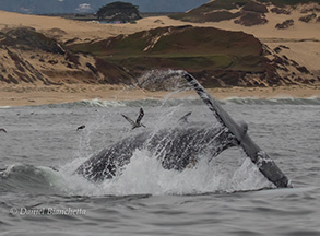 Humpback Whale tail throw, photo by Daniel Bianchetta