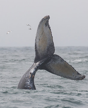 Humpback Whales, photo by Daniel Bianchetta