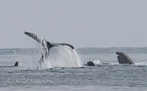 Humpback Whales, photo by Daniel Bianchetta