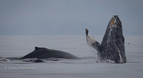 Humpback Whales, photo by Daniel Bianchetta