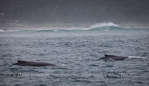 Humpback Whales, photo by Daniel Bianchetta