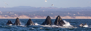 Humpback Whales lunge-feeding, photo by Daniel Bianchetta