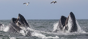 Humpback Whales lunge-feeding, photo by Daniel Bianchetta