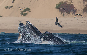 Humpback Whales Lunge Feeding near shore, photo by Daniel Bianchetta