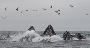 Humpback Whales lunge feeding, photo by Daniel Bianchetta