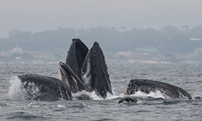 Humpback Whales lunge feeding, photo by Daniel Bianchetta