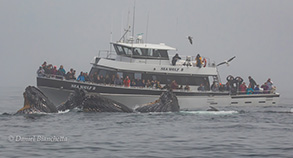 Lunge-feeding Humpback Whales, photo by Daniel Bianchetta