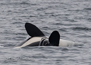 Killer Whale, photo by Daniel Bianchetta