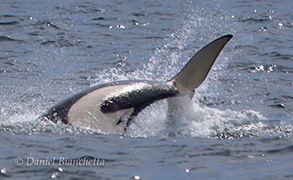 Killer Whale, photo by Daniel Bianchetta