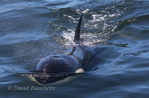 Killer Whale, photo by Daniel Bianchetta