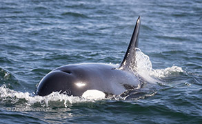 Killer Whale, photo by Daniel Bianchetta