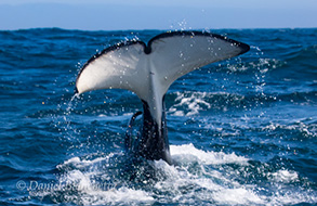 Killer Whale tail, photo by Daniel Bianchetta