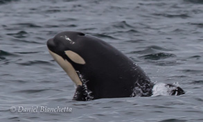 young Killer Whale, photo by Daniel Bianchetta