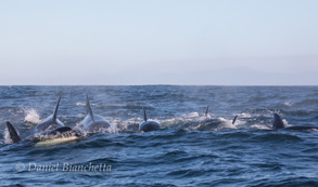 Killer Whales, photo by Daniel Bianchetta