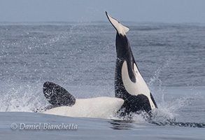 Killer Whales, photo by Daniel Bianchetta