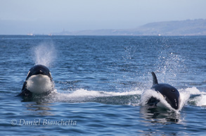 Killer Whales, photo by Daniel Bianchetta