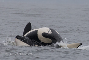 Killer Whales, photo by Daniel Bianchetta