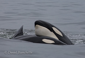 Killer Whales, photo by Daniel Bianchetta